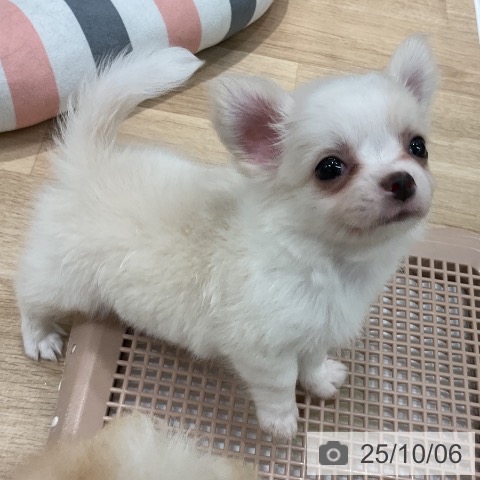チワワの写真