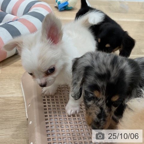 チワワの写真