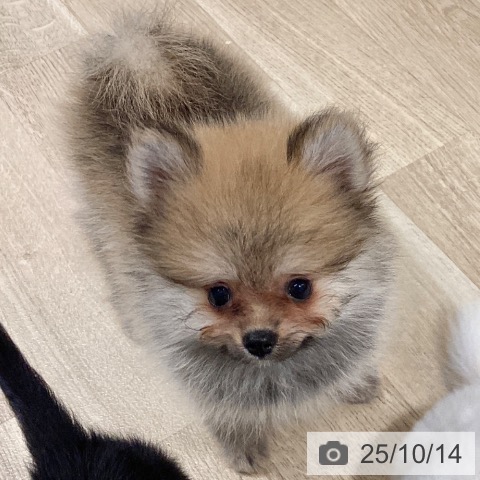 ポメラニアンの写真