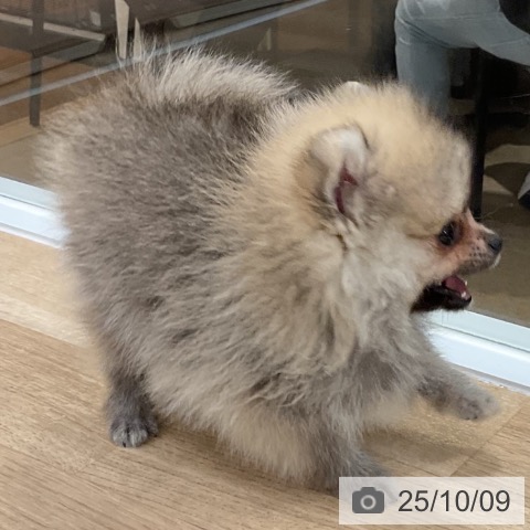 ポメラニアンの写真