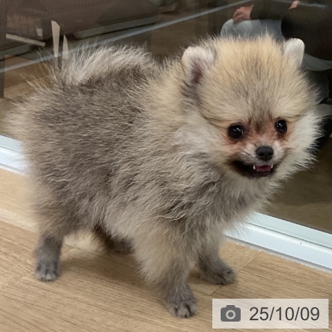 ポメラニアンの写真