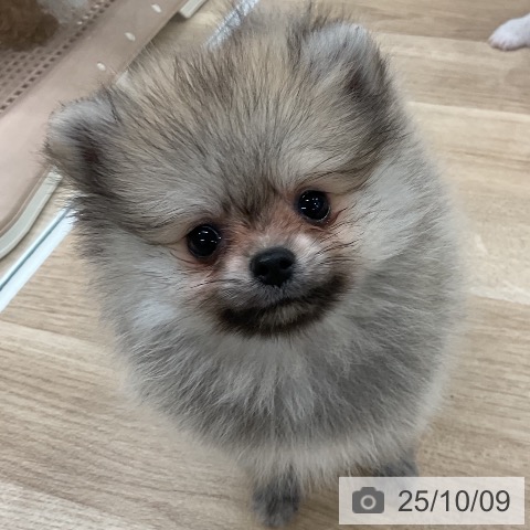 ポメラニアンの写真