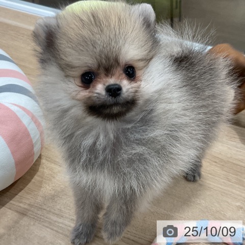 ポメラニアンの写真