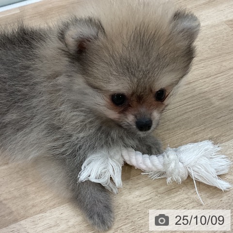 ポメラニアンの写真