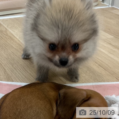 ポメラニアンの写真