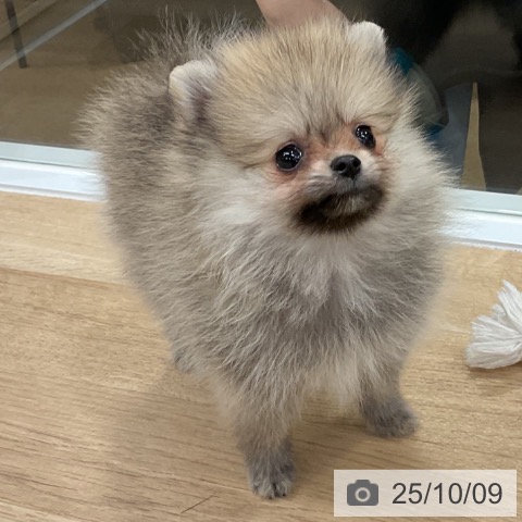 ポメラニアンの写真