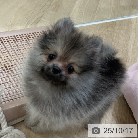 ポメラニアンの写真