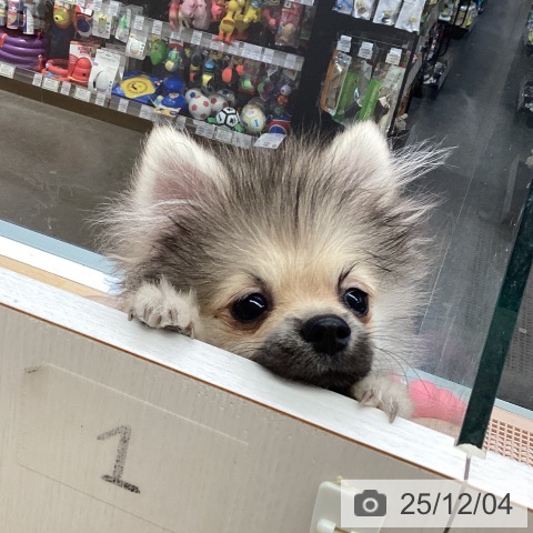 福岡県のポメラニアン (ペットプラス MARK IS 福岡ももち店/2025年8月7日生まれ/女の子/ウルフセーブル)の子犬の4枚目の画像