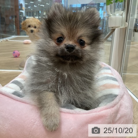 ポメラニアンの写真