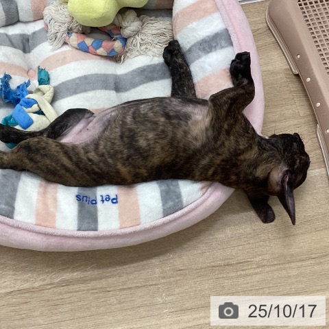 フレンチ・ブルドッグの写真