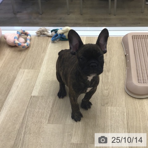 フレンチ・ブルドッグの写真