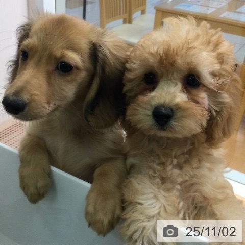 トイ・プードルの写真