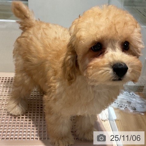 トイ・プードルの写真