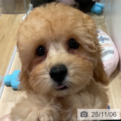 トイ・プードルの写真