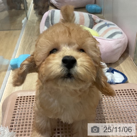 沖縄県のトイプードル(トイ) (ペットプラス 南風原店/2025年8月7日生まれ/男の子/アプリコット)の子犬の4枚目の画像