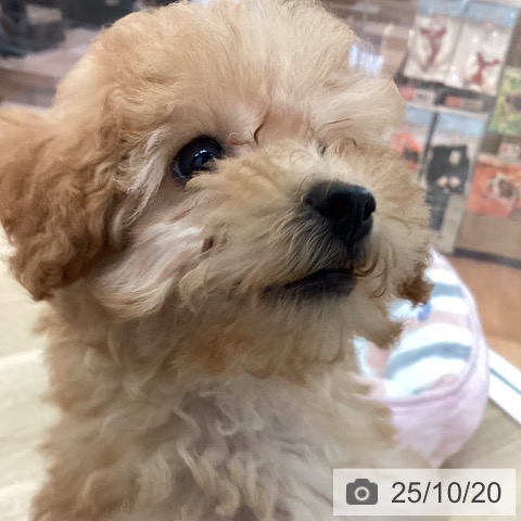 トイ・プードルの写真