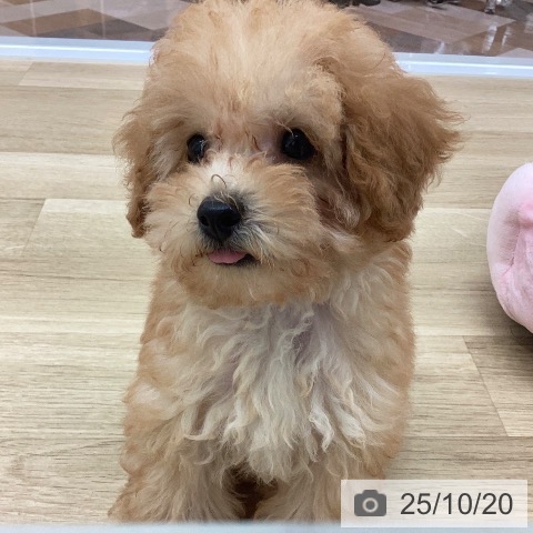 トイ・プードルの写真