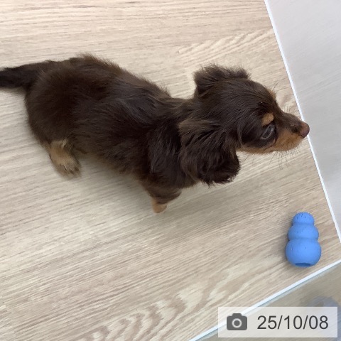 カニーンヘン・ダックスフンドの写真