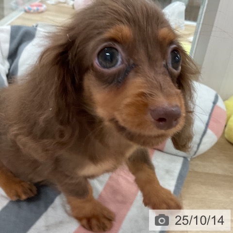 カニーンヘン・ダックスフンドの写真