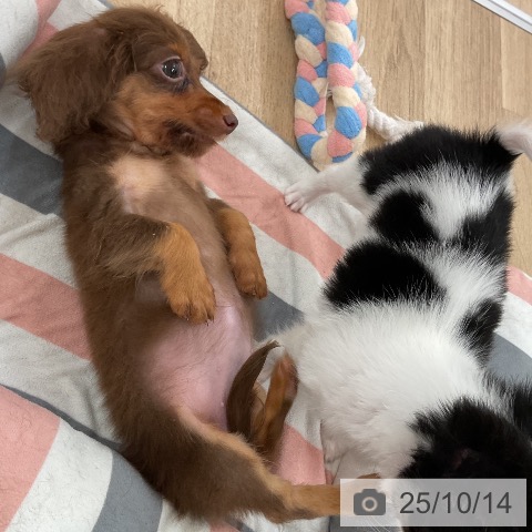カニーンヘン・ダックスフンドの写真