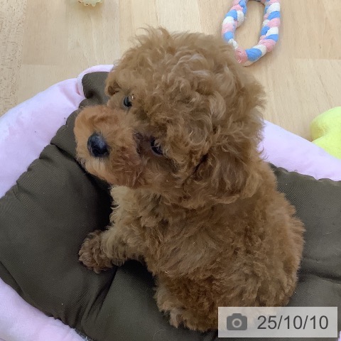 トイ・プードルの写真