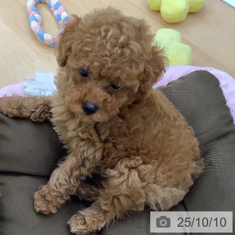 トイ・プードルの写真