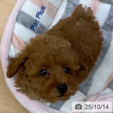 トイ・プードルの写真