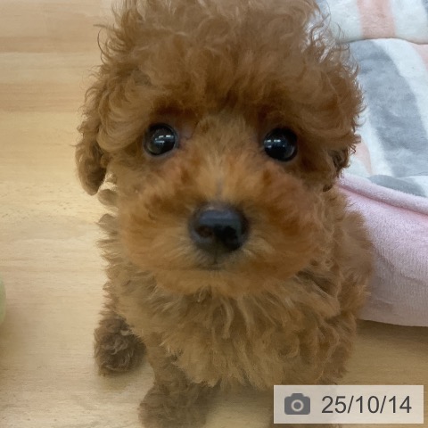 トイ・プードルの写真