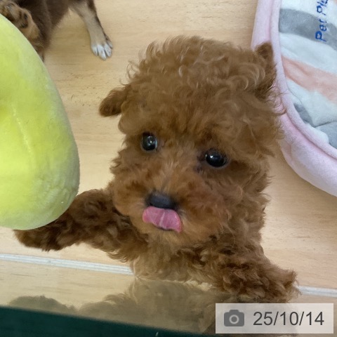 トイ・プードルの写真