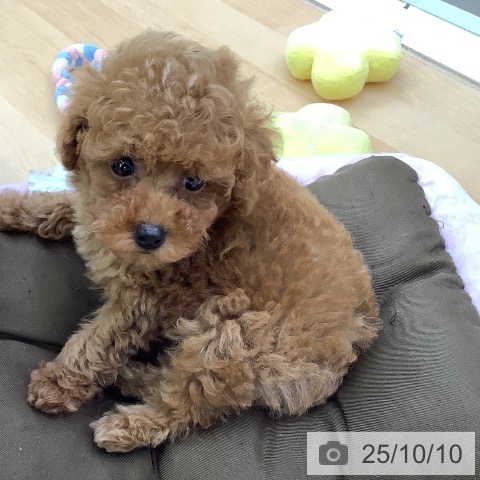 トイ・プードルの写真