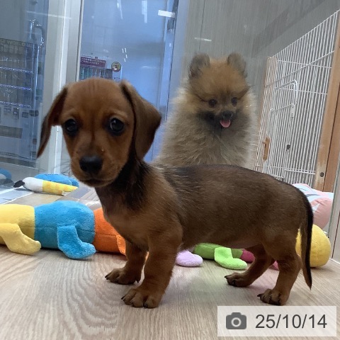 カニーンヘン・ダックスフンドの写真