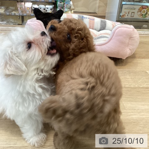 マルチーズの写真