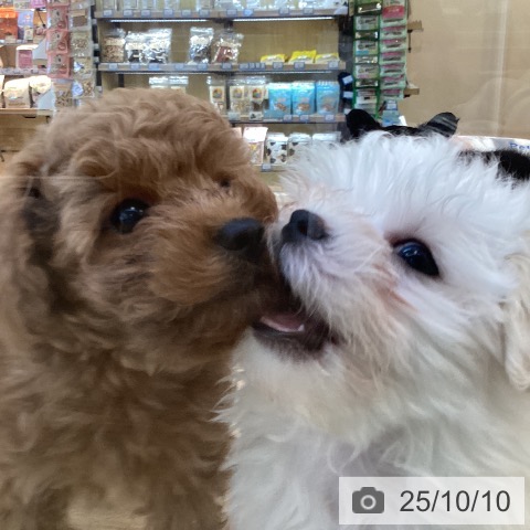 マルチーズの写真