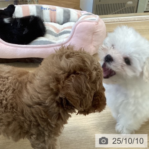 マルチーズの写真