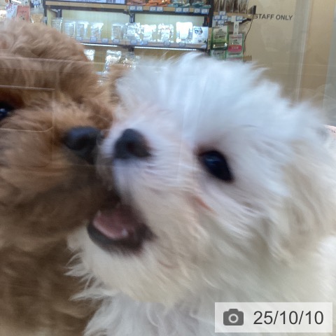 マルチーズの写真