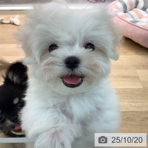 マルチーズの写真