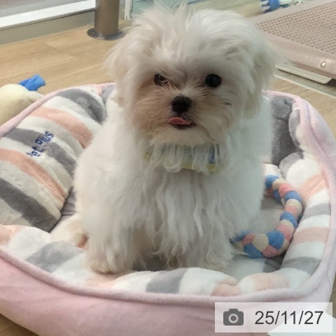 マルチーズの写真