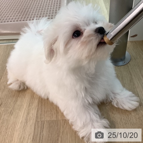 マルチーズの写真