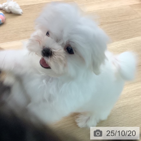 マルチーズの写真