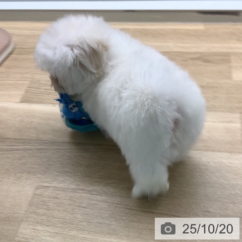 マルチーズの写真