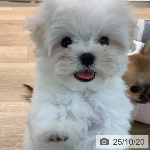 マルチーズの写真