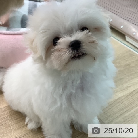 マルチーズの写真