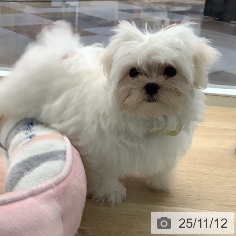 マルチーズの写真