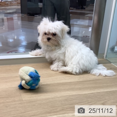 マルチーズの写真