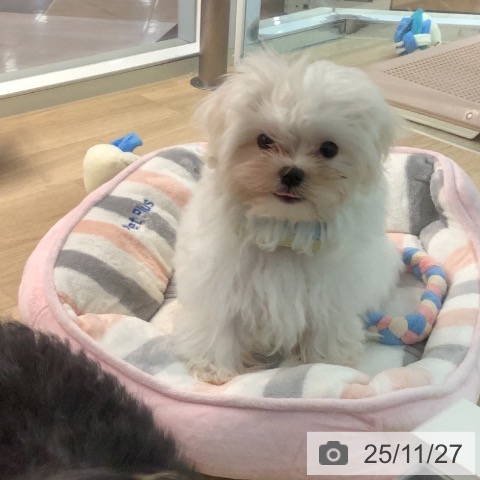 マルチーズの写真