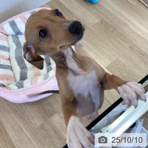 イタリアン・グレーハウンドの写真