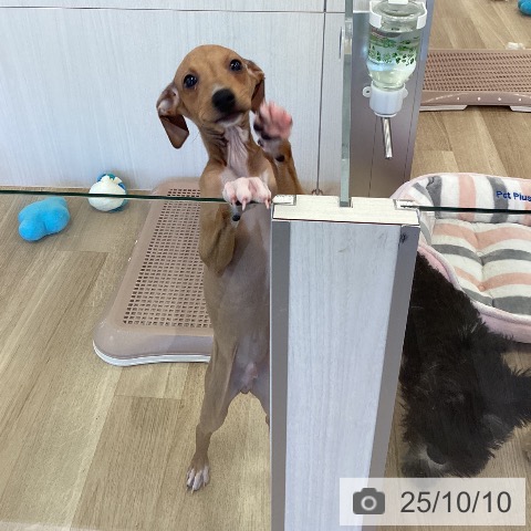 イタリアン・グレーハウンドの写真