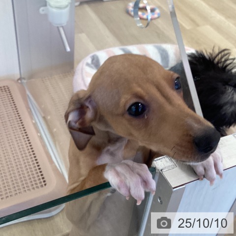 イタリアン・グレーハウンドの写真