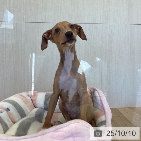 イタリアン・グレーハウンドの写真