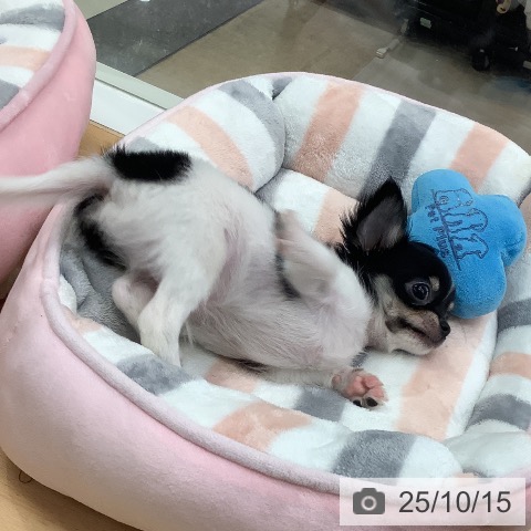 チワワの写真